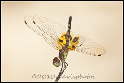 Amanda's Pennant Dragonfly