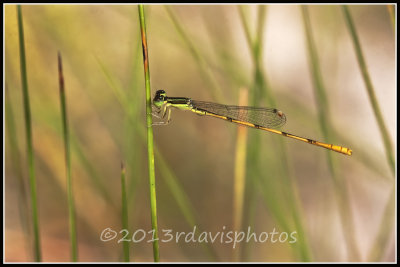 Citrine Forktail Damselfly (Ischnura hastata)