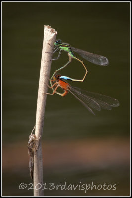 Rambur's Forktail Damselflies