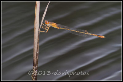 Orange Bluet Damselfly