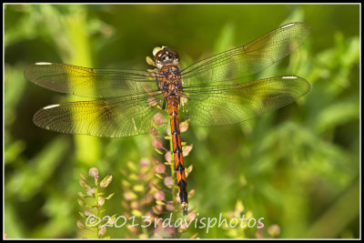 Four-spotted Pennant Dragonfly