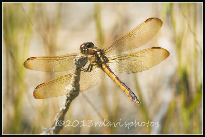 Yellow-sided Skimmer (Libellula flavida)