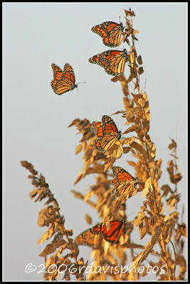Migrating Monarch Butterflies on Sea Oat