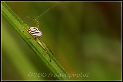 Lined Orbweaver Spider (Mangora gibbersosa)