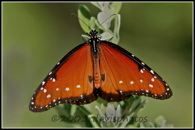 Queen Butterfly (Danaus gilippus)