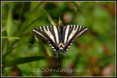 Zebra Swallowtail Butterfly (Protographium marcellus)