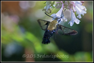Common Clearwing Moth
