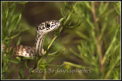 Eastern Coachwhip Snake (Masticophis flagellum)