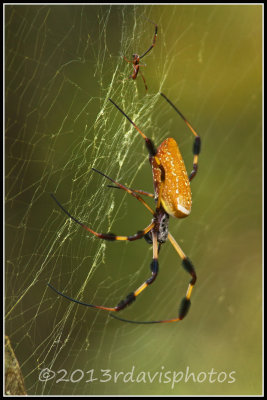 Golden Silk Orbweaver Spider (Nephila clavipes)