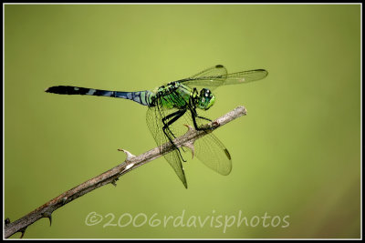 Eastern Pondhawk Dragonfly (Erythemis simplicicollis)