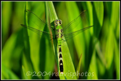 Eastern Pondhawk Dragonfly (Erythemis simplicicollis)