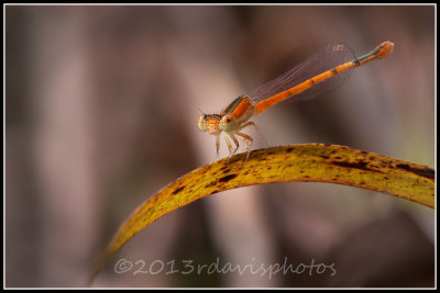 Citrine Forktail Damselfly (Ischnura hastata)