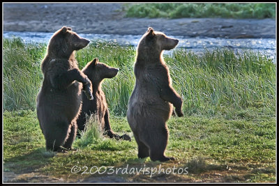 Alaska Brown Bear Cubs