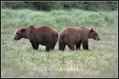 Alaska Brown Bear Cubs