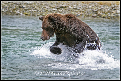 Alaska Brown Bear