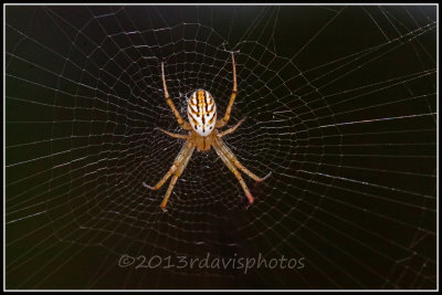 Lined Orbweaver Spider (Mangora gibberosa)