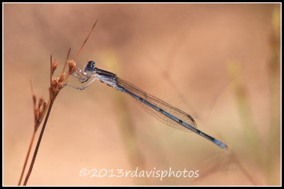 Atlantic Bluet Dragonfly (Enallagma doubledayi)