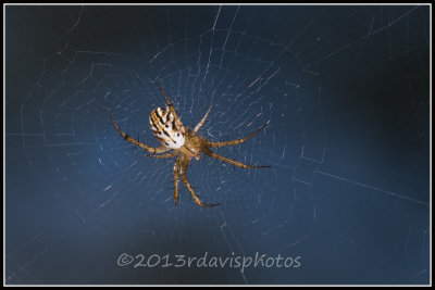 Lined Orbweaver Spider (Mangora gibberosa)