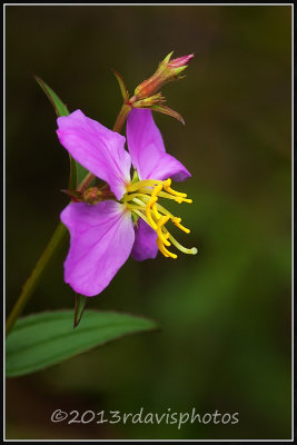 Handsome Harry (Rhexia virginica)