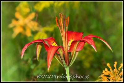 Pine Lily (Lilium catesbaei)