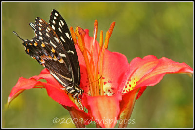Pipevine Swallowtail on Pine Lily