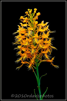Yellow-fringed Orchid (Platanthera ciliaris)