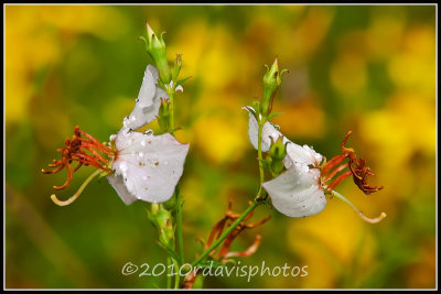 Pale Meadow Beauty (Rhexia mariana)