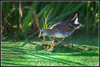 Sora (Porzana carolina) 