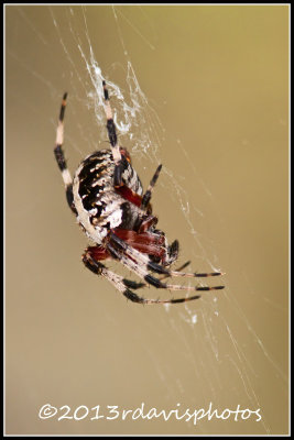 Spotted Orb Weaver Spider (Neoscona domiciliorum)
