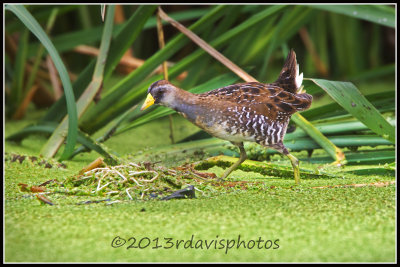 Sora (Porzana carolina)