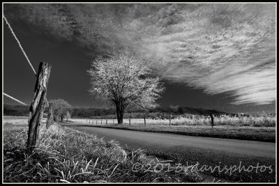 Frosty Morning