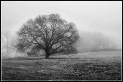 Oak Tree in Fog