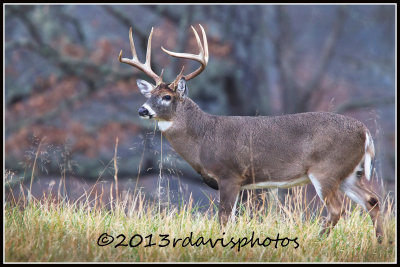 Virginia White-tailed Deer