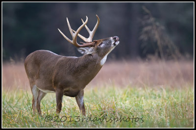 Virginia White-tailed Deer