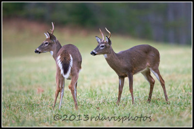 Virginia White-tailed Deer