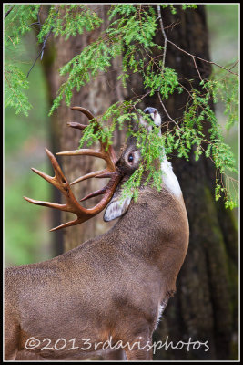 Virginia White-tailed Deer