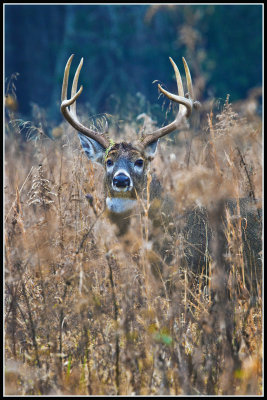 Virginia White-tailed Deer