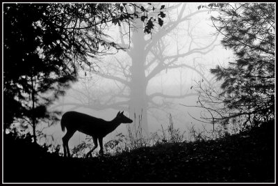 Virginia White-tailed Deer