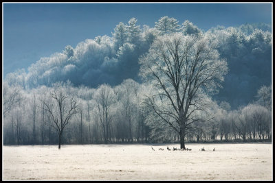 Winter Scene With Cranes