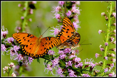 Gulf Fritillary Butterflies