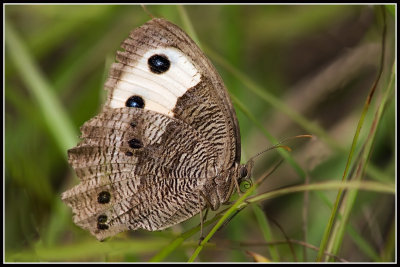 Commom Wood Nymph Butterfly
