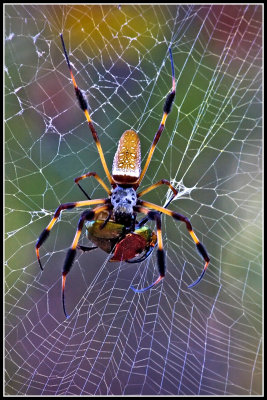 Golden Silk Orbweaver Spider and Rainbow Scarab Beetle