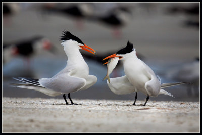 Royal Terns