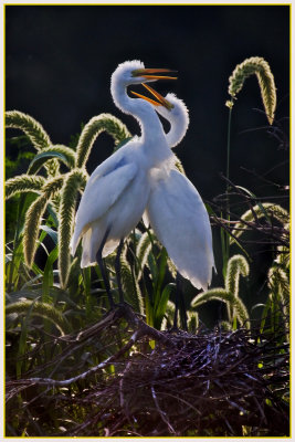 Great Egrets (Ardea alba)