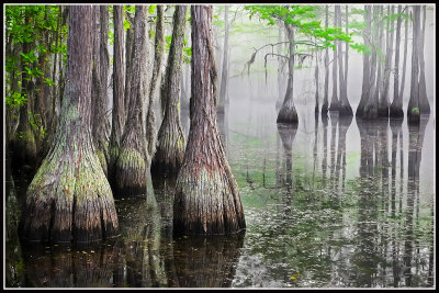 Bald Cypress Trees