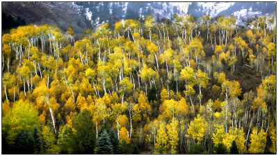 Fall Aspens