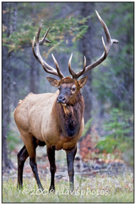 Elk