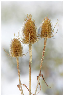 Teasel