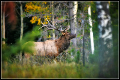 Elk or Wapiti