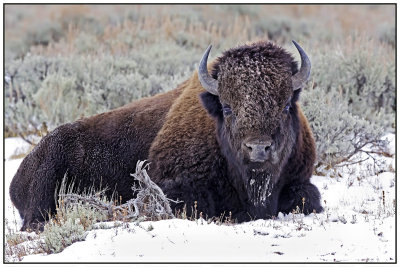 american_bison